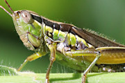 Grasshopper (Bermius brachycerus) (Bermius brachycerus)